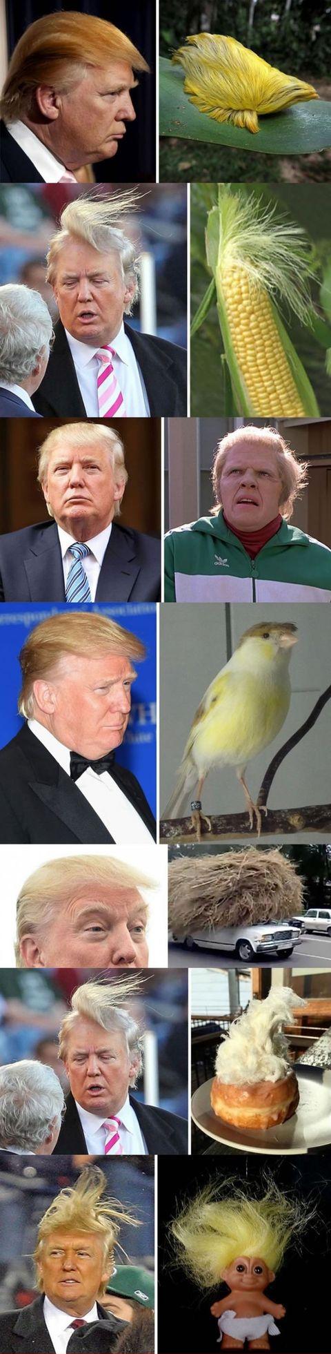 Things+that+look+like+Donald+Trump