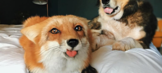 A+fox+and+a+hound