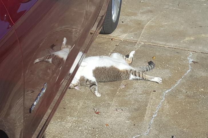 My+parents%26%238217%3B+pet+stray+cat+was+lying+down+near+the+car%2C+assumingly+in+some+kind+of+insurance+scam.