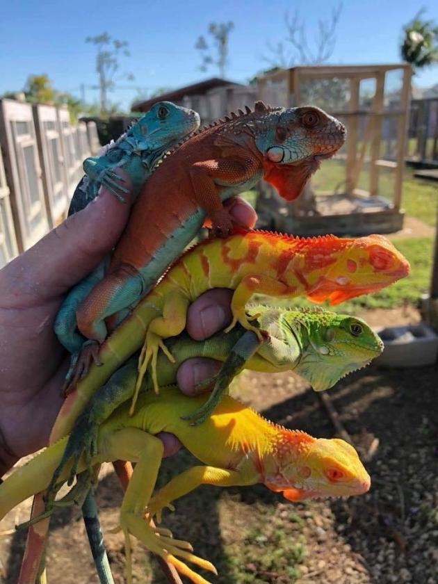 A+handful+of+colorful+iggys