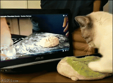 Gordon+Ramsay+teaches+cat+to+knead+dough.
