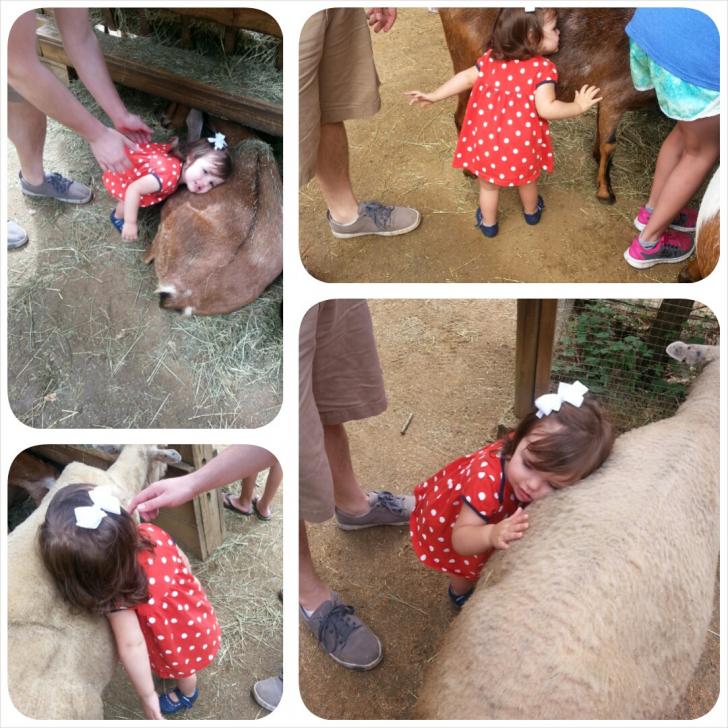 Took+my+daughter+to+the+petting+zoo+today%26%238230%3Bor+should+I+say%2C+pillow+zoo