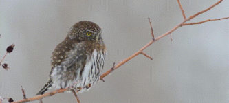 Pygmy+owls+have+a+disturbing+set+of+fake+eyes+on+the+back+of+their+heads