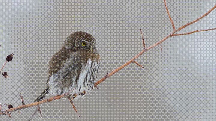 Pygmy+owls+have+a+disturbing+set+of+fake+eyes+on+the+back+of+their+heads