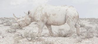 Rhino+blends+into+the+background+in+Namibia