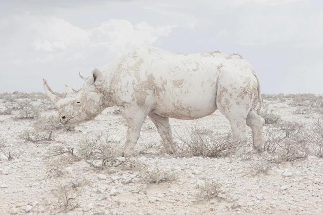Rhino+blends+into+the+background+in+Namibia