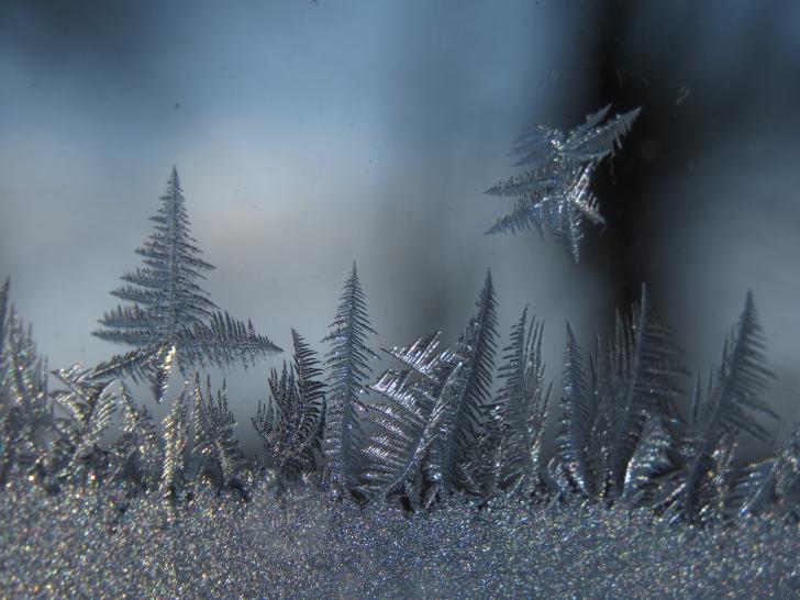 The+frost+on+my+window+looks+like+a+snowy+forest