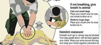Saving+your+pet+with+CPR.