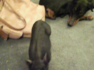 Play+time+with+piggy.