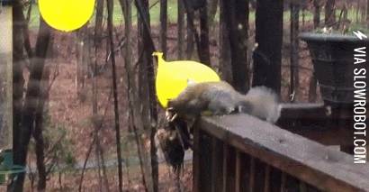 Keeping+the+squirrel+out+of+the+bird+feeder