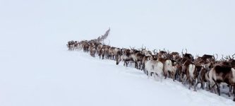 Reindeer+migration+in+Sweden