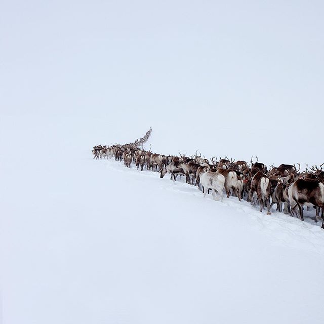 Reindeer+migration+in+Sweden