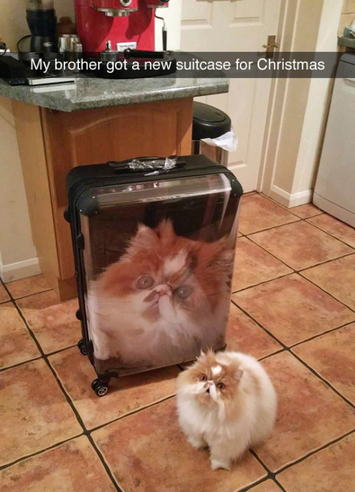 I%26%238217%3Bve+never+seen+a+cat+so+proud.