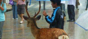 A+kid+sharing+his+umbrella+with+a+deer+in+public