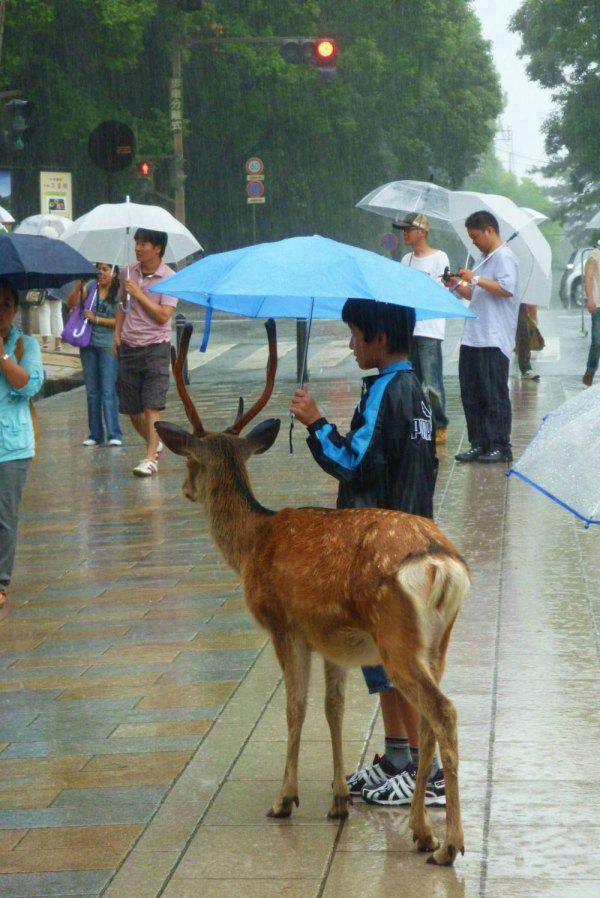 A+kid+sharing+his+umbrella+with+a+deer+in+public