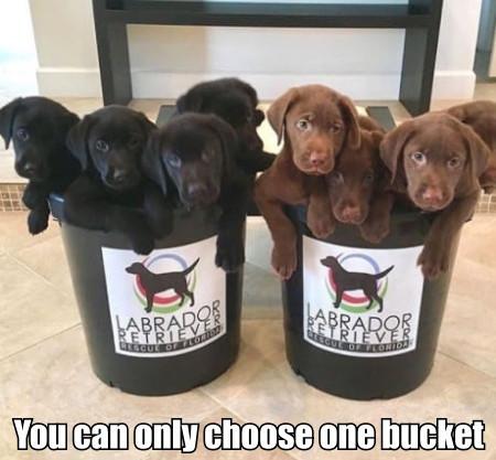 You+Can+Only+Choose+One+Bucket