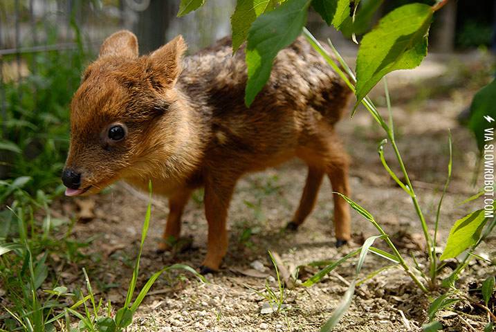 A+baby+pud%C3%BA+deer.