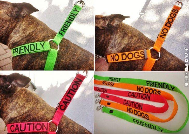 A+good+idea+for+dog+owners