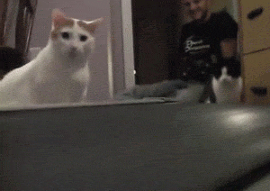 What+the+hell+is+this+thing%3F