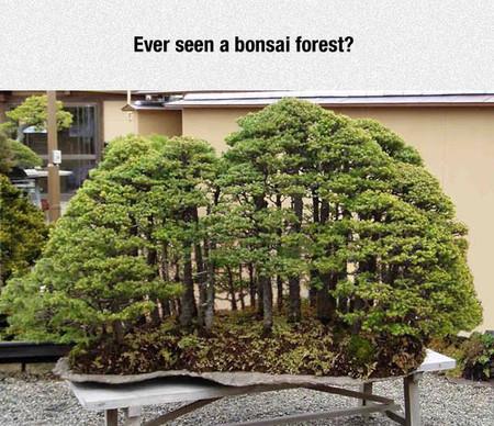Ever+Seen+A+Bonsai+Forest%3F