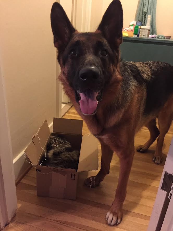 When+your+cat+trap+is+super+effective.