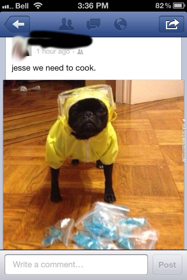 Break+Bad%3A+Pug+edition.