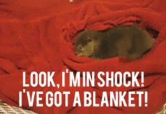 Look%2C+Sherlock%26%238217%3Bs+in+shock%21