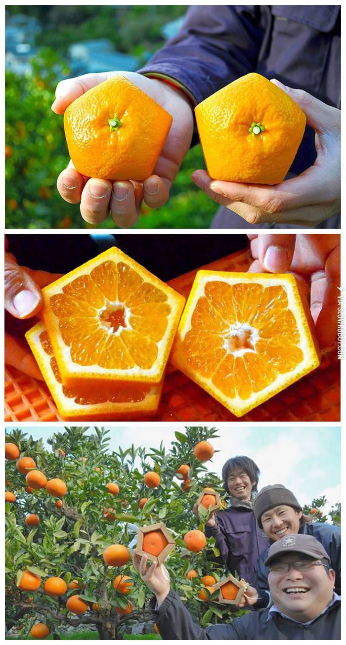 Pentagonal+Oranges