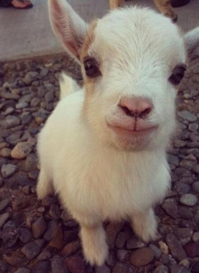 Baby+goat%21