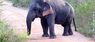 Elephant+with+dwarfism%2C+about+5ft+tall+and+fully+grown.