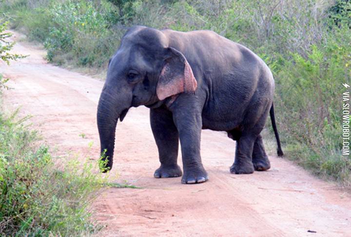 Elephant+with+dwarfism%2C+about+5ft+tall+and+fully+grown.