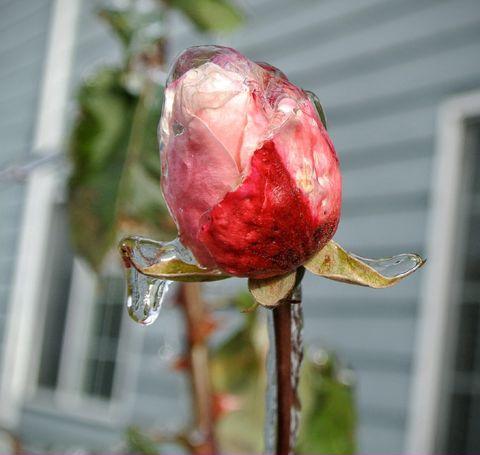Rose+preserved+under+a+layer+of+ice