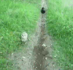 Owl+and+cat+being+best+friends+together