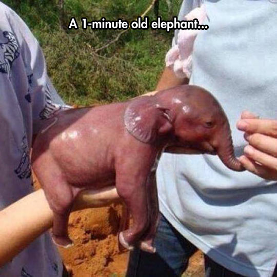Such+A+Tiny+Newly+Born+Elephant