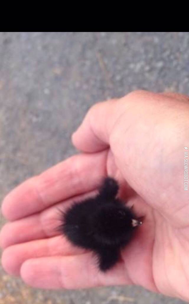 A+teeny+tiny+tinsy+wincy+baby+crow