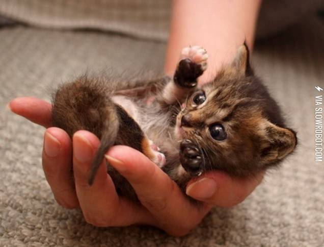 A+handful+of+kitty.