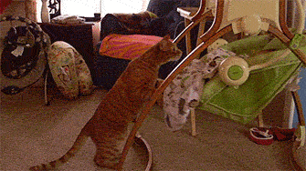 My+cat%2C+the+babysitter.