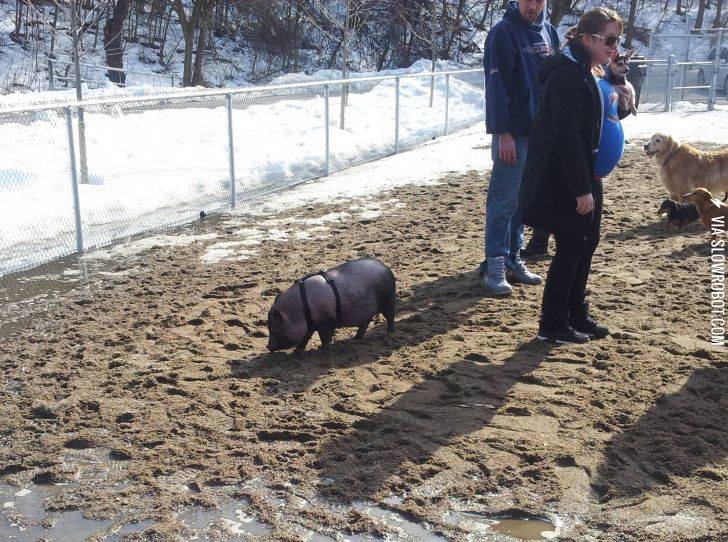 At+The+Off-Leash+Dog+Park+When+All+Of+A+Sudden%26%238230%3B