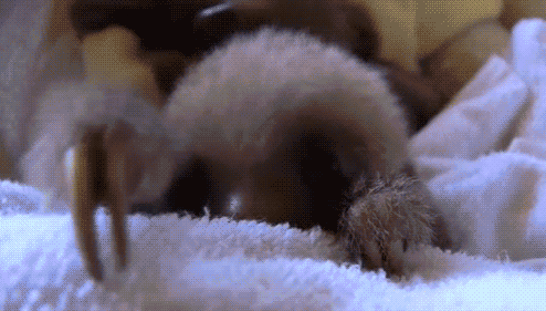 The+cutest+sloth.