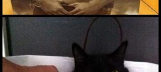 Abercrombie+Kitties