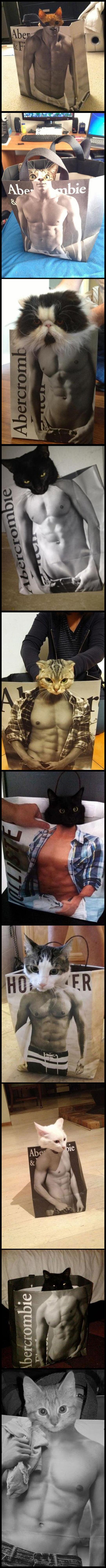 Abercrombie+Kitties