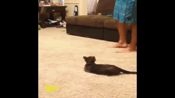 Don%26%238217%3Bt+you+know+I%26%238217%3Bm+scared+of+Spiders