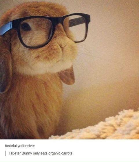 Hipster+bunny