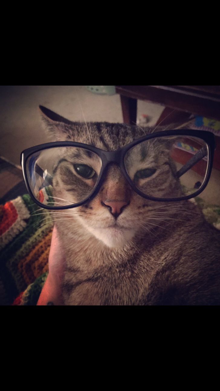 Hipster+cat
