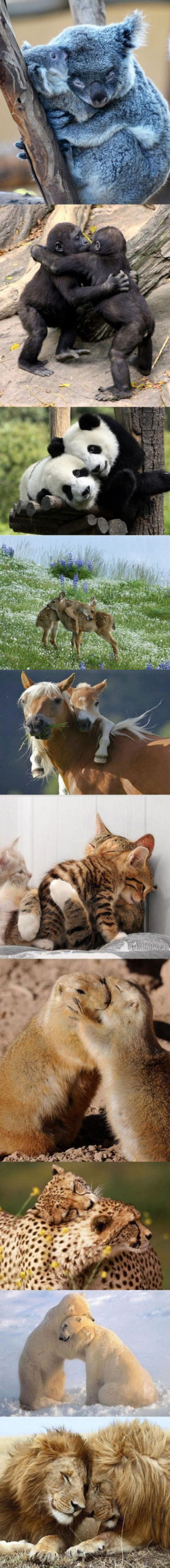 Can+I+Get+A+Big+Hug%3F