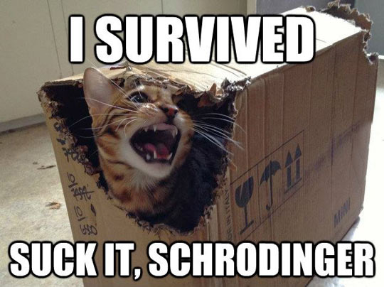 Schrodinger%26%238217%3Bs+Cat+Final+Results