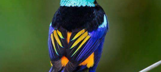 The+seven-colored+tanager