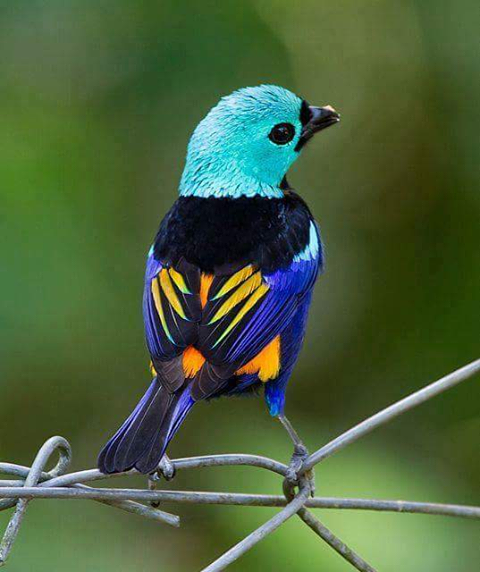 The+seven-colored+tanager