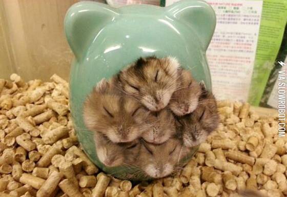 Gerbils+get+cozy.
