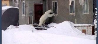 When+polar+bears+go+through+a+break+up.